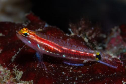 Новые виды животных 2019. Фотографии новых и необычных видов животных, открытых в 2019 году