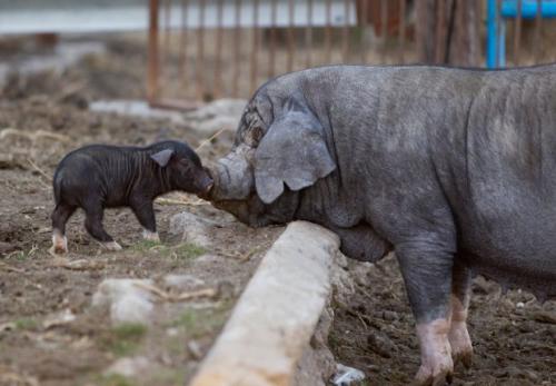 Новые виды животных выведенные человеком. 6 необычных животных, искусственно выведенных человеком