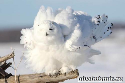 Информация о сове. Особенности и среда обитания белой совы