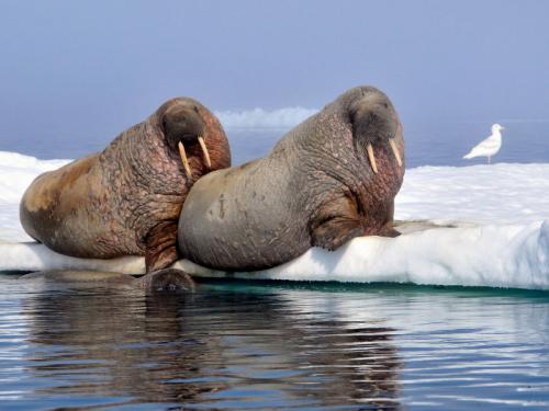 Растения и животные на грани исчезновения. Проблема вымирания животных в России 06