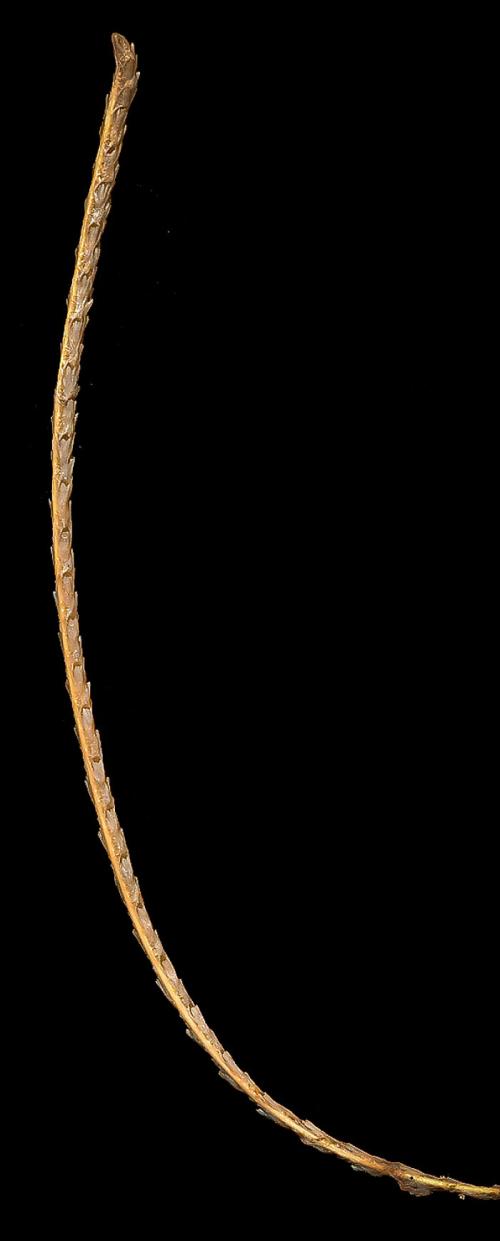 Новые виды животных 2019. Фотографии новых и необычных видов животных, открытых в 2019 году