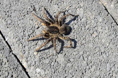 Ядовитые животные и насекомые России. Самые ядовитые животные России 02