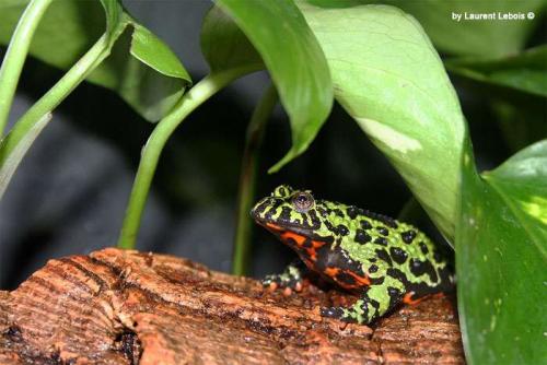 Ядовитые животные и насекомые России. Самые ядовитые животные России 04