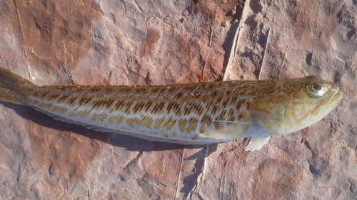 10 самых ядовитых животных в России. Топ 8 ядовитых существ, которые водятся только в России