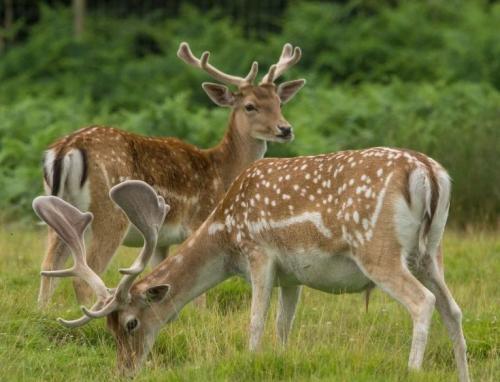 Животное которое занесено в красную книгу. Животные из Красной Книги России
