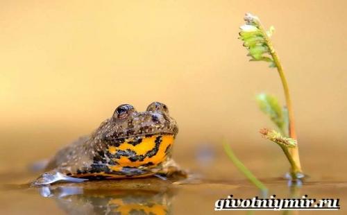 Ядовитые животные России лягушка жерлянка. Особенности и среда обитания жерлянки