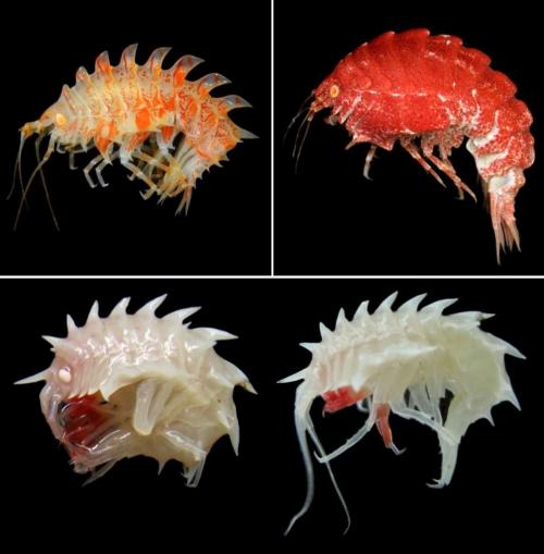 Новые виды животных 21 века. Топ 6 недавно открытых видов животных, которые пока ещё мало кто видел