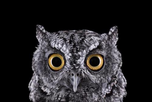 Улетают ли совы на зиму. Где и как живёт сова 05