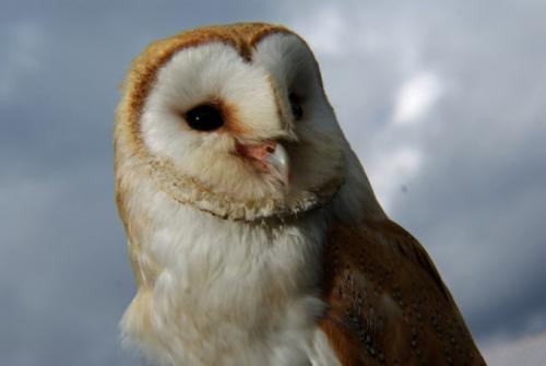 Улетают ли совы на зиму. Где и как живёт сова