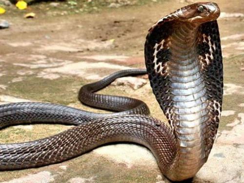 10 самых ядовитых животных в России. Топ 8 ядовитых существ, которые водятся только в России