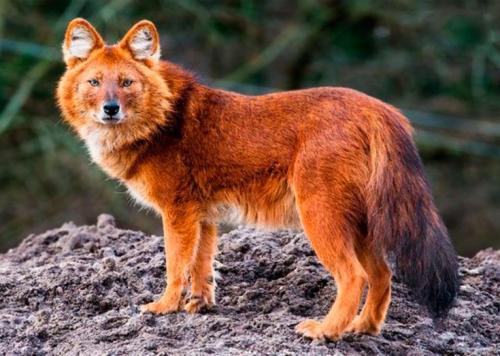 Животное которое занесено в красную книгу. Животные из Красной Книги России