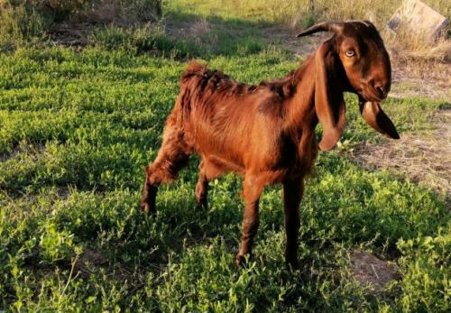 Новые виды животных выведенные человеком. 6 необычных животных, искусственно выведенных человеком