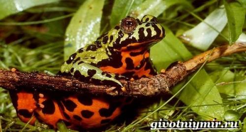Ядовитые животные России лягушка жерлянка. Особенности и среда обитания жерлянки