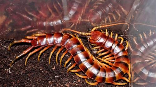 10 самых ядовитых животных в России. Топ 8 ядовитых существ, которые водятся только в России