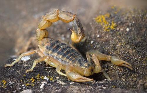 10 самых ядовитых животных в России. Топ 8 ядовитых существ, которые водятся только в России