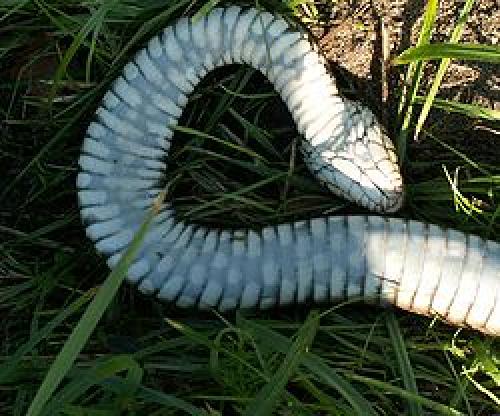 Кто из животных притворяется мертвым. Какие животные притворяются мертвыми 01