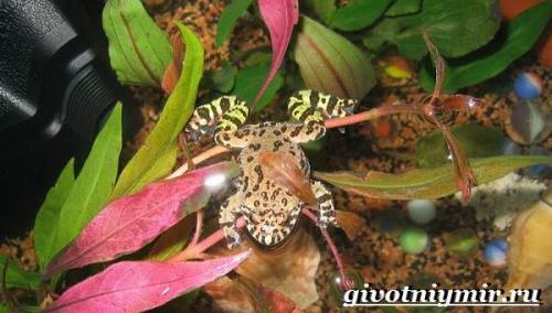 Ядовитые животные России лягушка жерлянка. Особенности и среда обитания жерлянки