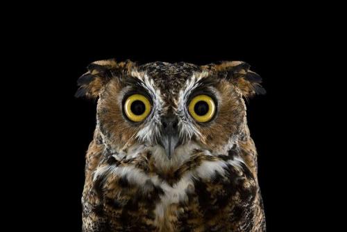 Улетают ли совы на зиму. Где и как живёт сова 09