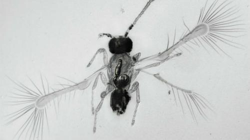 Новые виды животных 2020. 