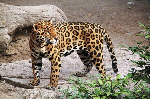 Самый большой лес на земле.  Национальный парк Кинубалу 09