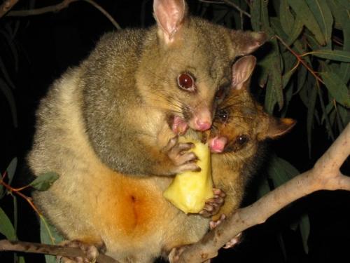 Животные Австралии для детей. Необычные животные Австралии, которые обитают только там