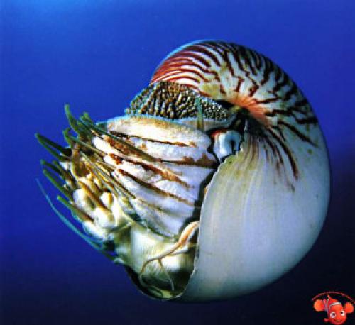 Моллюск наутилус помпилиус интересные факты. Наутилус помпилиус 08