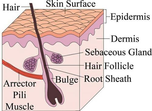 Как называются части тела, которые не нужны человеку. 8 частей тела, которые больше не нужны человеку