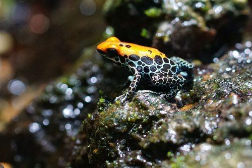 Самый большой лес на земле.  Национальный парк Кинубалу 10