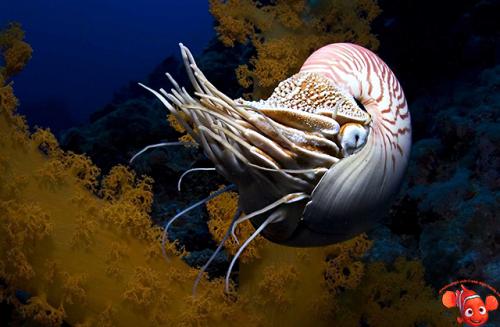 Моллюск наутилус помпилиус интересные факты. Наутилус помпилиус 11