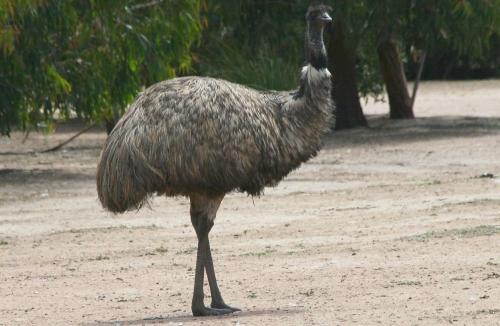 Хищники Австралии википедия. Почему в Австралии нет крупных хищников 03