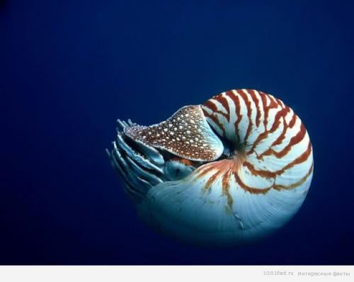 Моллюск наутилус помпилиус интересные факты. Наутилус помпилиус 05