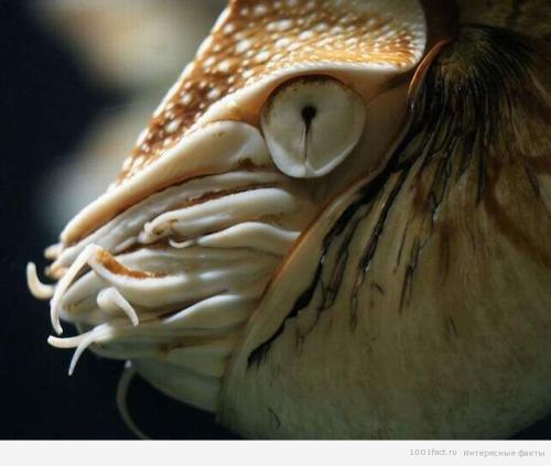 Моллюск наутилус помпилиус интересные факты. Наутилус помпилиус 04