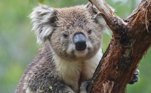 Хищники Австралии википедия. Почему в Австралии нет крупных хищников 04