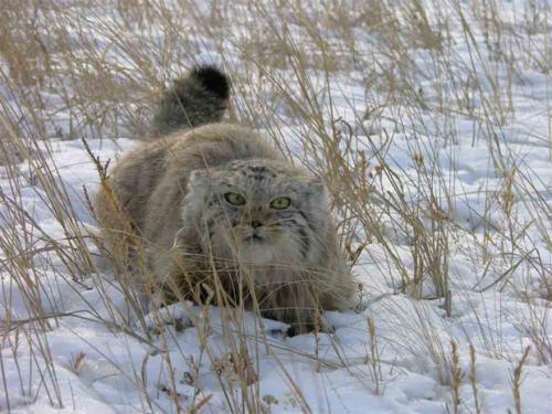 Животные и растения на грани исчезновения. 