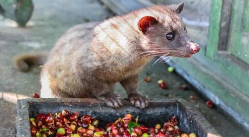 Самые дорогие деликатесы в мире. 10 самых дорогих в мире блюд 07