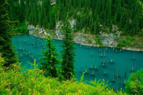 Какой самый большой в мире лес. Список стран по площади лесов 16