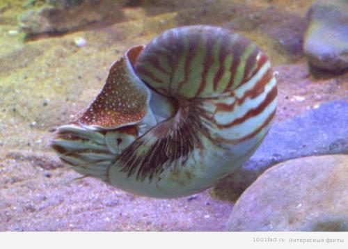 Моллюск наутилус помпилиус интересные факты. Наутилус помпилиус 03