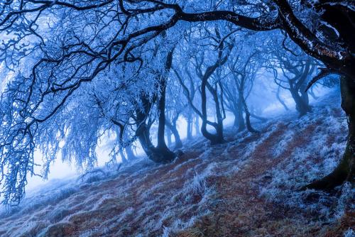 Какой самый большой в мире лес. Список стран по площади лесов 05