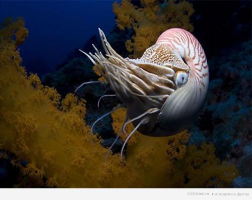 Моллюск наутилус помпилиус интересные факты. Наутилус помпилиус 07