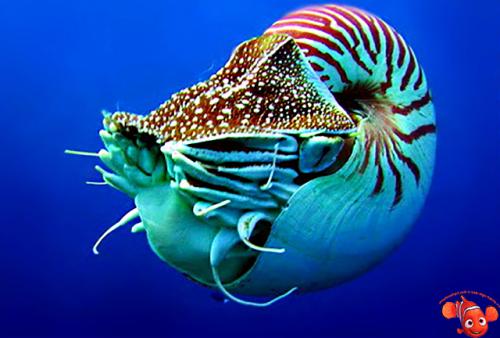 Моллюск наутилус помпилиус интересные факты. Наутилус помпилиус 09