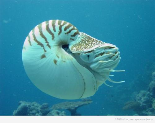 Моллюск наутилус помпилиус интересные факты. Наутилус помпилиус 06
