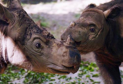 Животные и растения на грани исчезновения. 