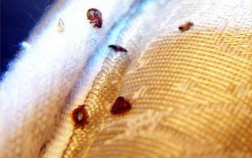 Исторические факты интересные о женщинах и мужчинах. Интересные и забавные факты о мужчинах и женщинах 18