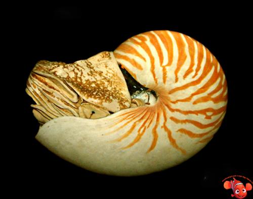 Моллюск наутилус помпилиус интересные факты. Наутилус помпилиус 12
