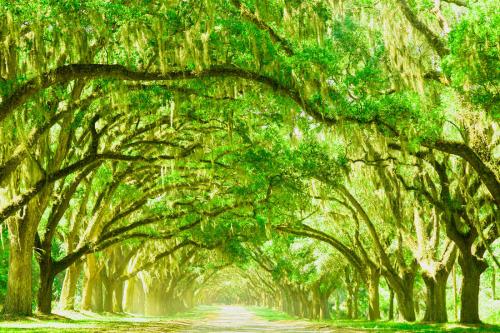 Какой самый большой в мире лес. Список стран по площади лесов 18