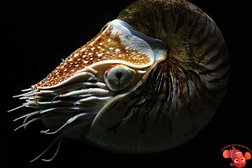 Моллюск наутилус помпилиус интересные факты. Наутилус помпилиус 10