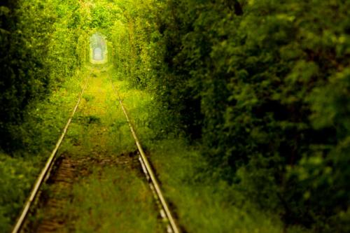 Какой самый большой в мире лес. Список стран по площади лесов 08