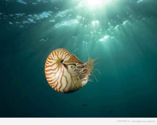 Моллюск наутилус помпилиус интересные факты. Наутилус помпилиус 02