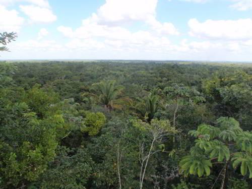 Какой самый большой в мире лес. Список стран по площади лесов 02