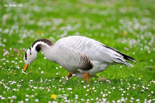 Высоко летают птицы. Самые высоко летающие птицы в мире 08